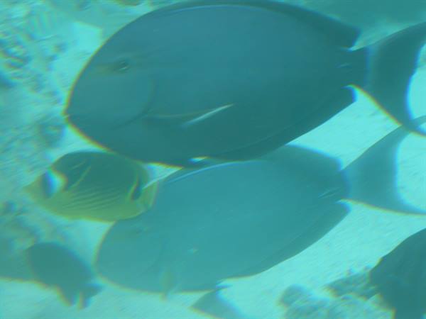 Le Meridien Bora Bora - Inner Lagoon