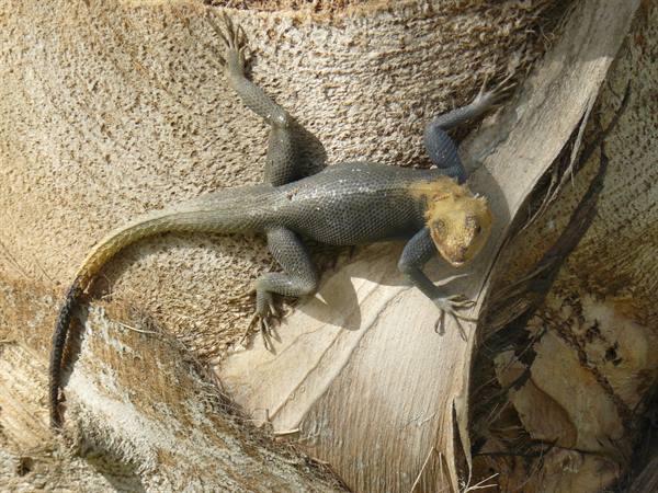 Dakar - Local lizards