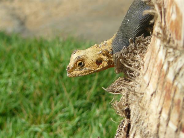 Dakar - Local lizards