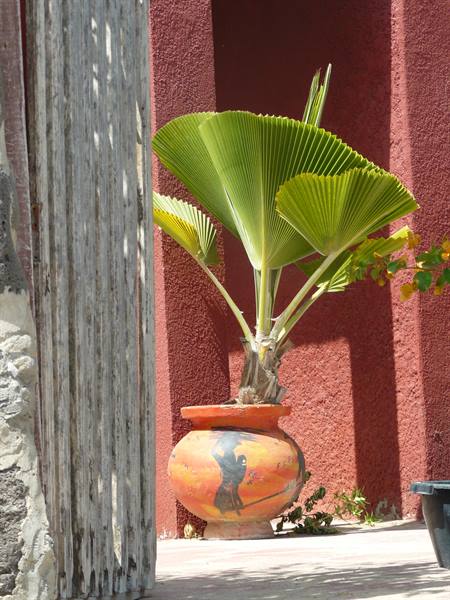 Garden on the island of Ngor