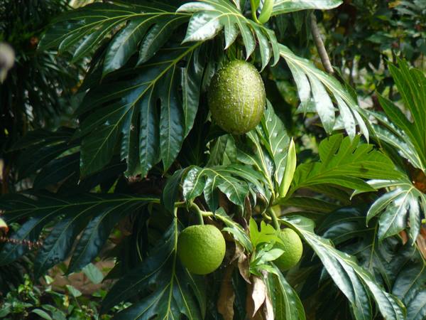 The breadfruit tree