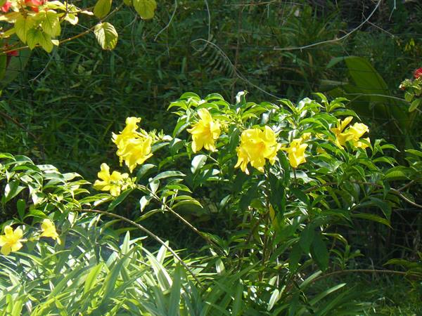 SkyBlue GuestHouse - Our garden