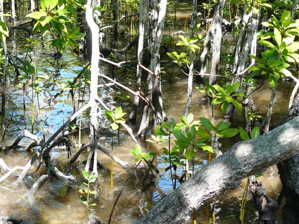 Curieuse Island