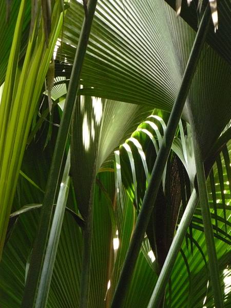 Vallée de Mai