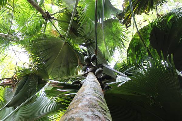 Vallée de Mai