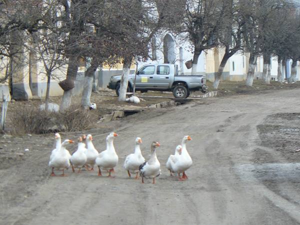 Viscri