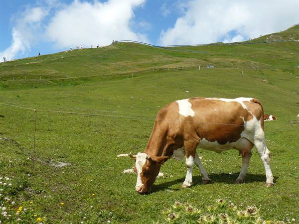 Grossglockner Alpine Road