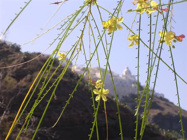 A look at Fira