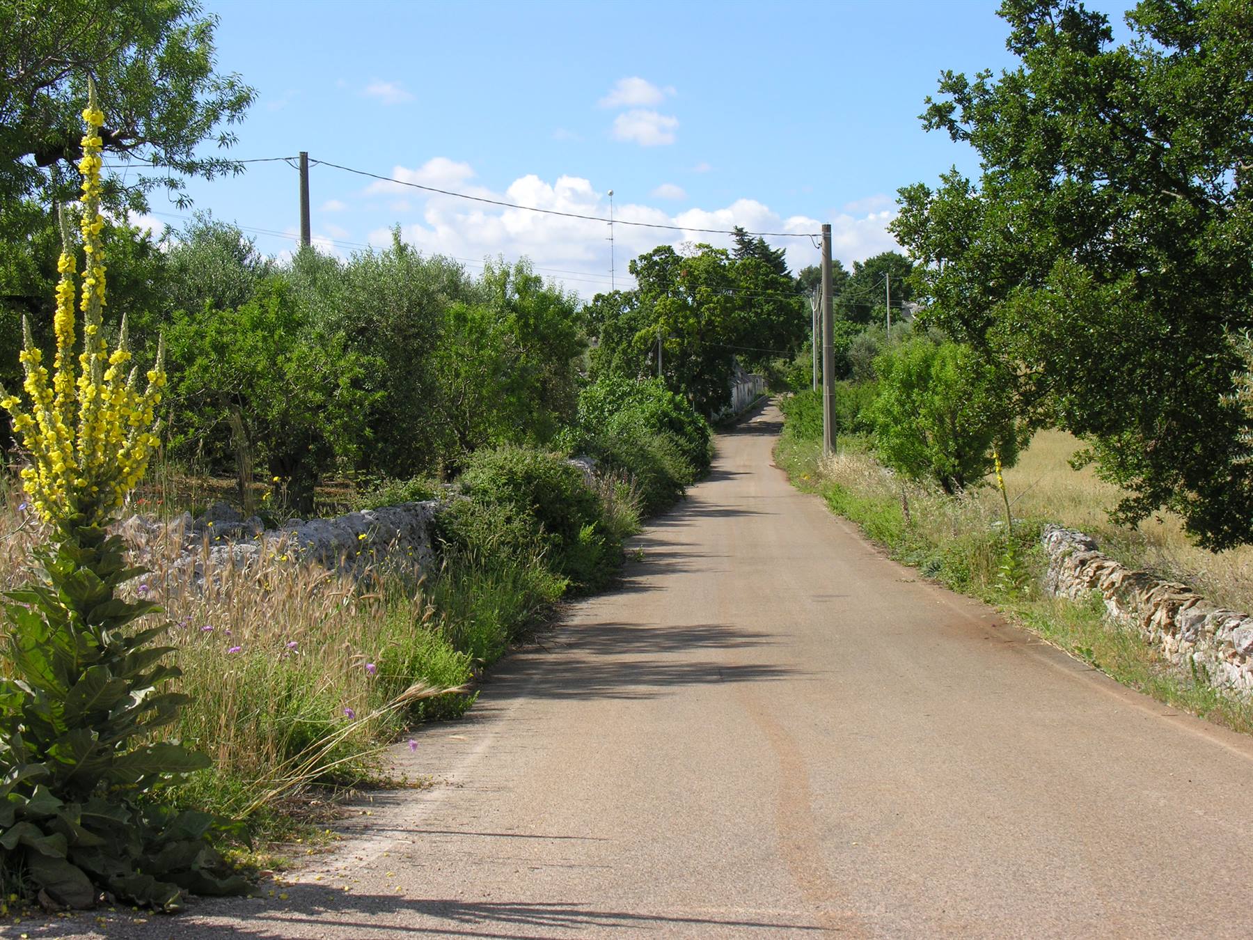 Campagna pugliese