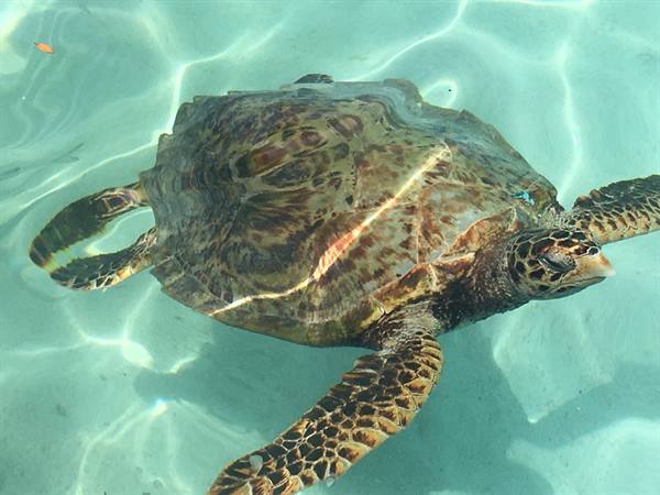 Turtle