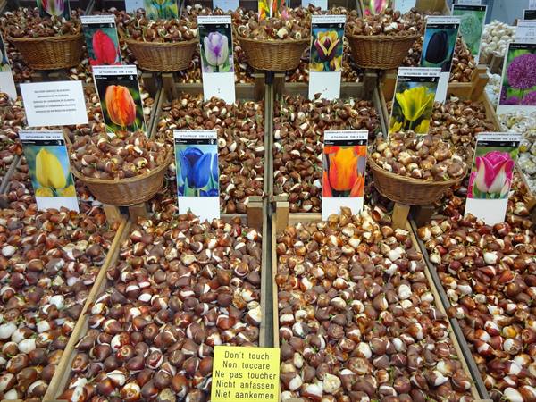 Amsterdam - The floating market