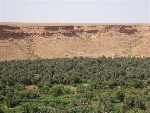 Palmeto verde ai piedi delle pareti ocra, vicino a Tinghir