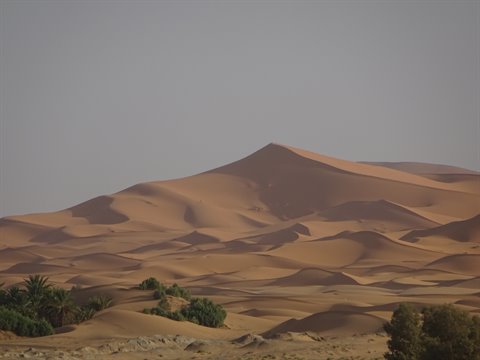 Dune sabbiose e palme ai piedi, Merzouga
