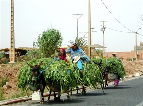 Women on donkeys loaded with green reeds along the road, near Ouarzazate
