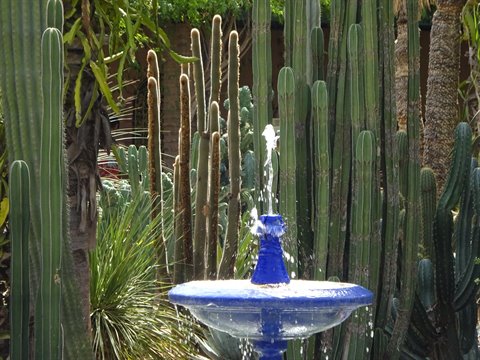 Blue ceramic fountain among columnar cacti, Majorelle Garden, Marrakech