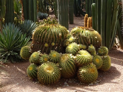 Yellow barrel cacti and tall green columns in sandy garden, strong light