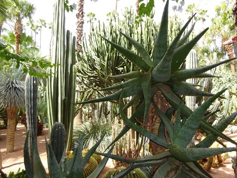Majorelle Garden in Marrakech, aloe and cacti among palms under sunlight