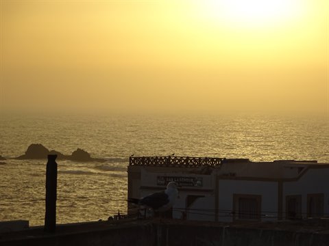 Seagull on a rooftop before Essaouira's golden ocean