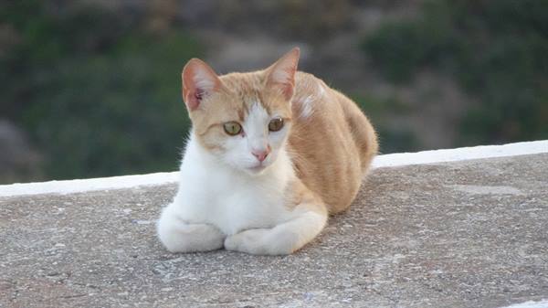 Orange and white cat lying on a concrete wall
