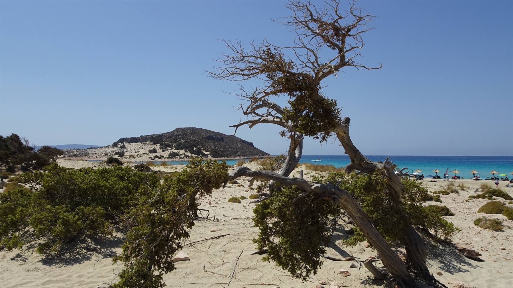 Alberi piegati dal vento custodiscono quest'azzurro infinito.