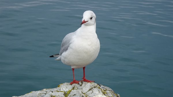 Black-headed gull on rough rock before the blue water of Lake Annecy