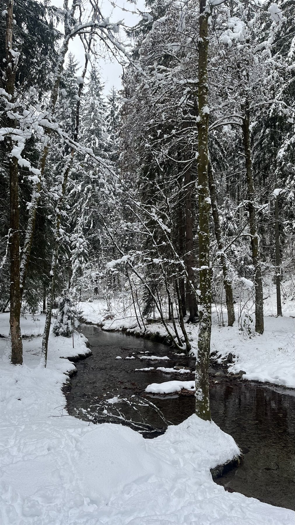 Torrente scuro tra abeti innevati, neve fresca sulle rive, bosco invernale