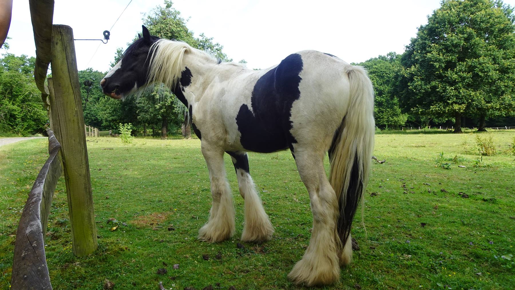 Cavallo pezzato bianco e nero al prato recintato a La Lucerne