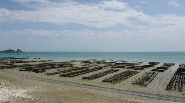 Cancale: oyster beds on the beach at low tide, turquoise sea