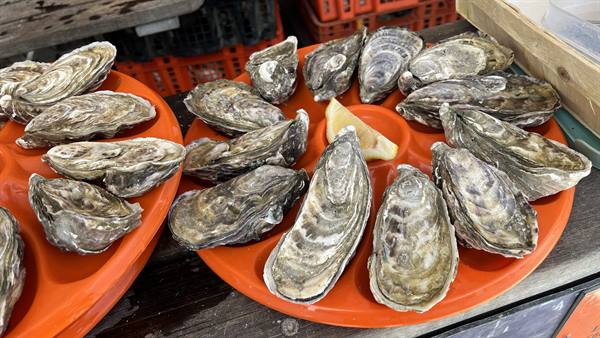 Fresh oysters on orange platters with lemon wedge, Cancale market