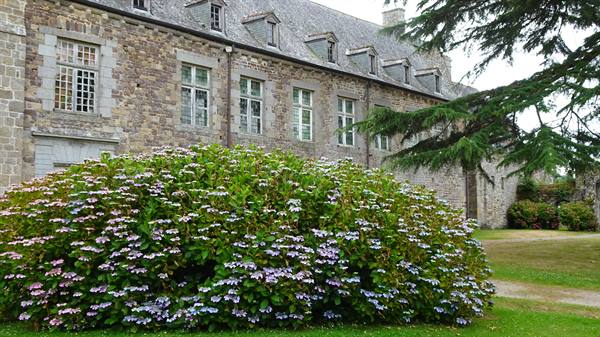 Blooming hydrangeas in front of the stone abbey of La Lucerne