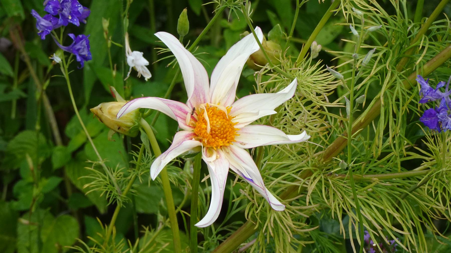 Giverny - Giardini di Monet