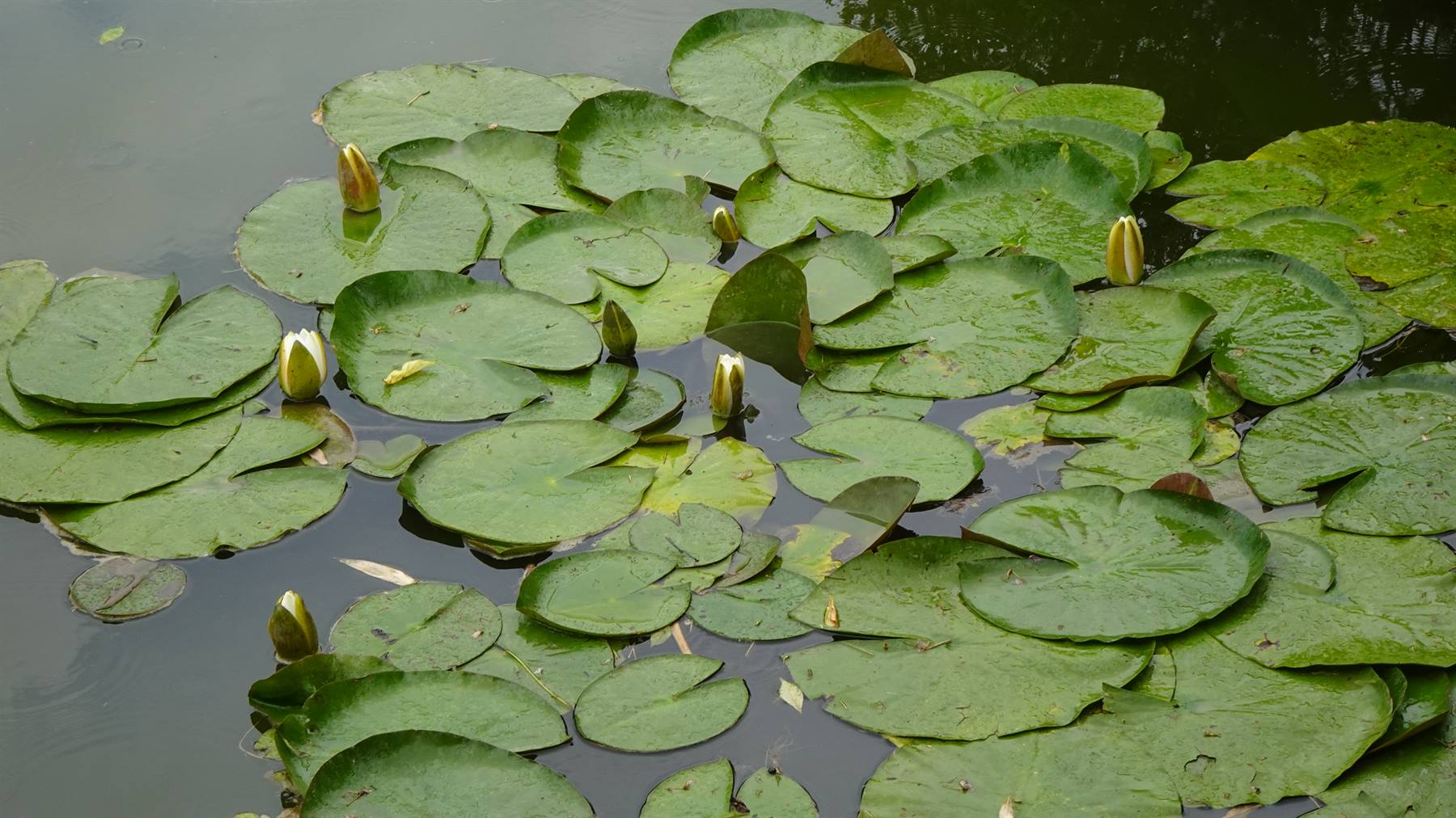 Giverny - Giardini di Monet