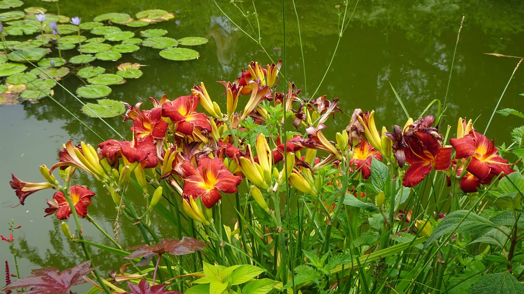 Giverny - Giardini di Monet