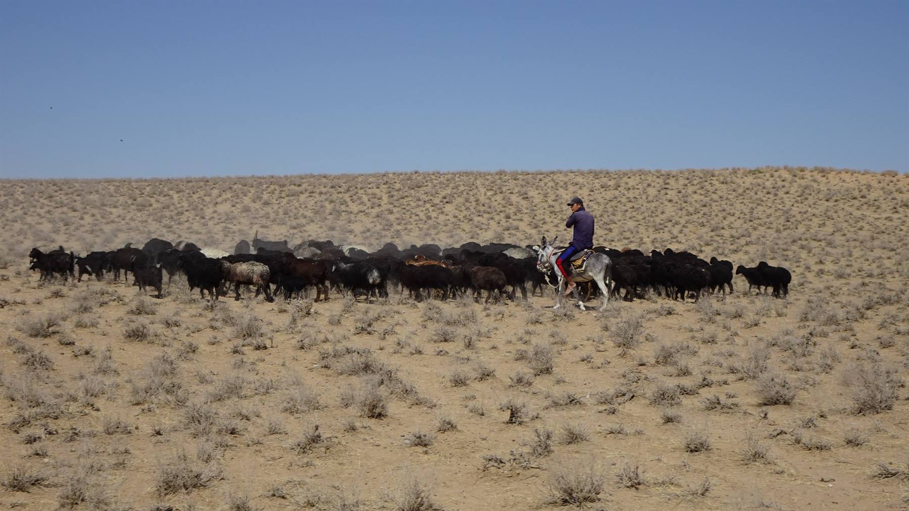 Pastore a cavallo con gregge di pecore nel deserto Kizilkum