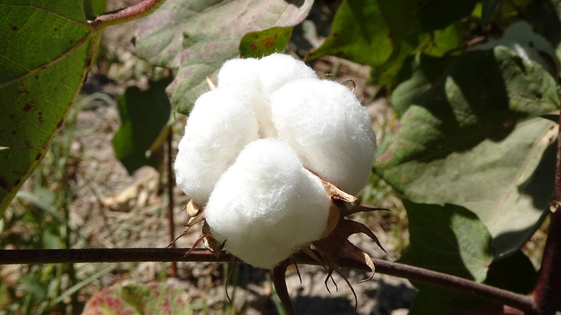 Bollò di cotone bianco tra le verdi foglie di un campo