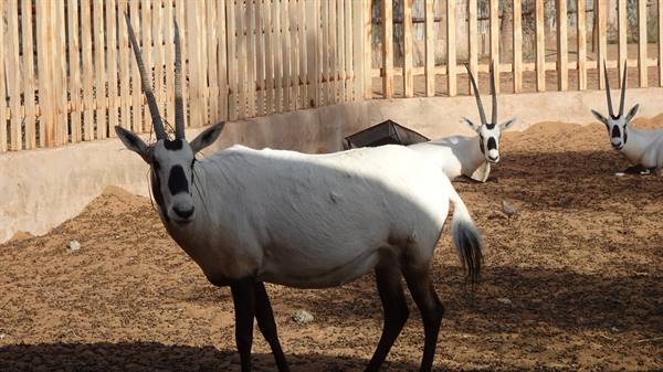 Wahiba Sand Desert - Arabian Oryx Camp