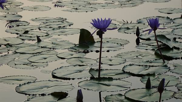 Purple lotus flowers rise from still water among lily pads