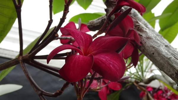 Red plumeria flowers on woody branch among green leaves