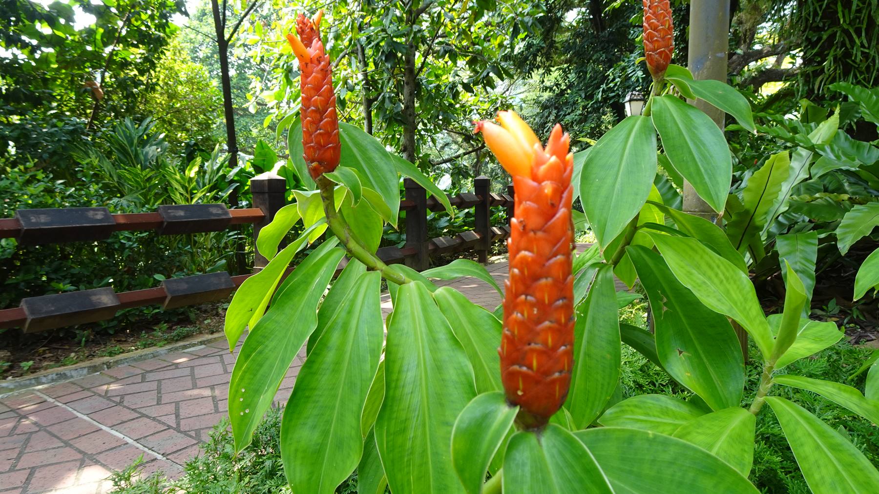 Infiorescenze arancioni di Costus alongano lungo un vialetto in mattoni nel giardino tropicale