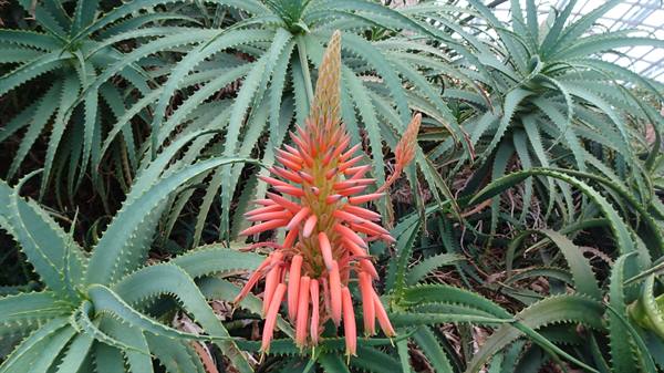 Garden By The Bay - Flower Dome