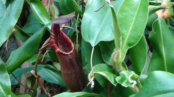 Garden By The Bay-Cloud Forest