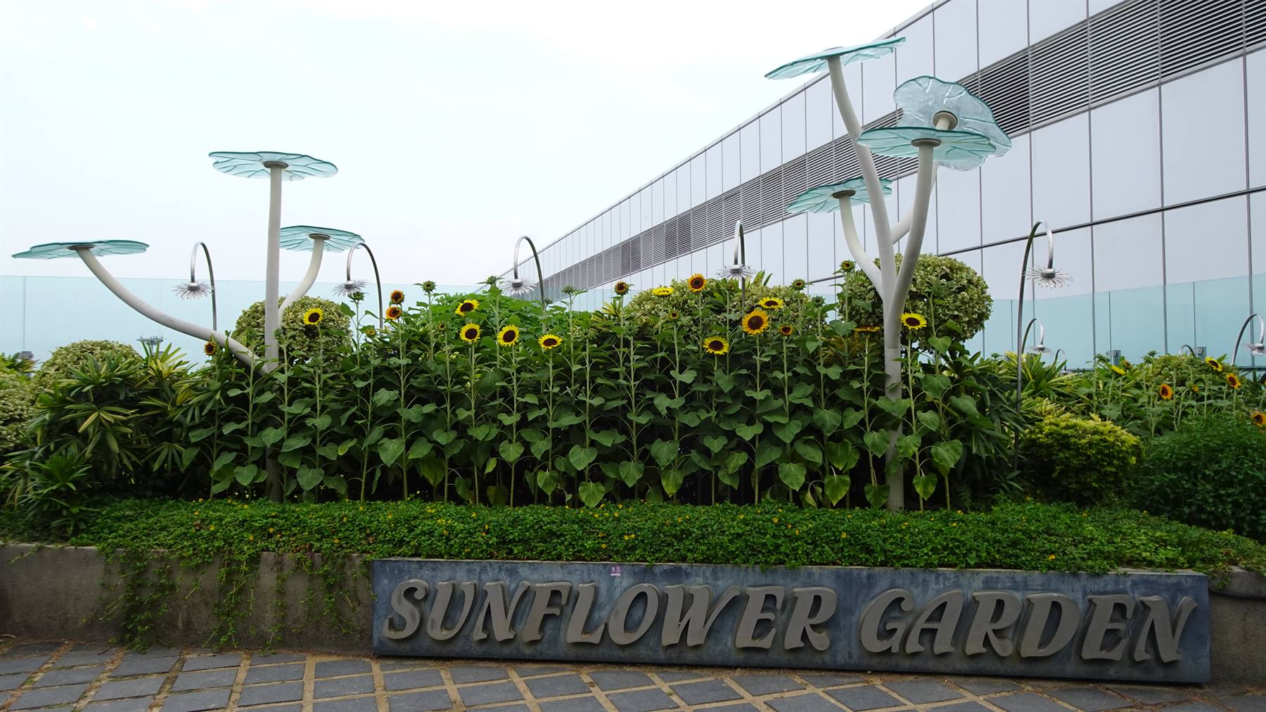 Changi Airport-Sunflower Garden