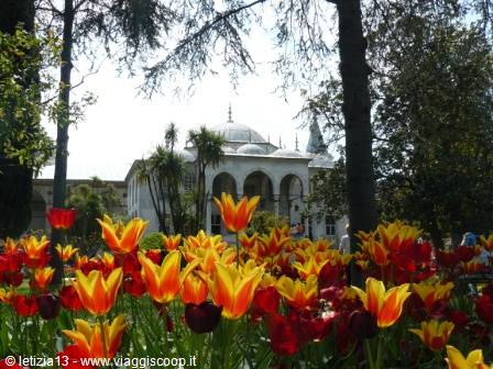 Red and yellow tulips blooming in front of Topkapi's white pavilion