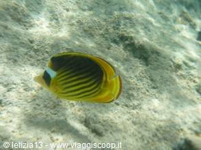 Wonders of the. Red Sea