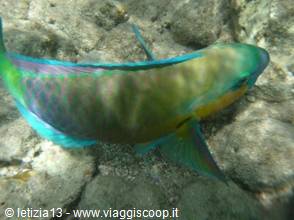 Wonders of the. Red Sea