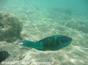 Wonders of the. Red Sea