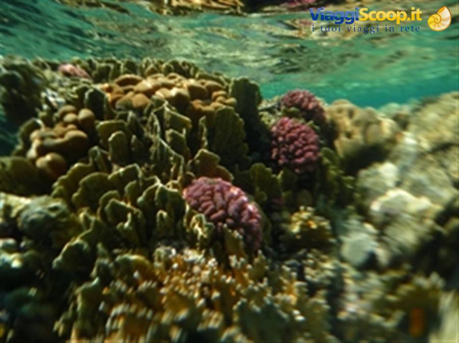 Wonders of the. Red Sea