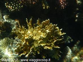 Wonders of the. Red Sea