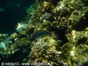 Wonders of the. Red Sea