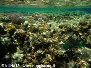 Wonders of the. Red Sea
